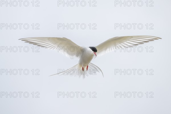 An Arctic Arctic Tern (Sterna paradisaea) with outstretched wings in flight, neutral sky in the