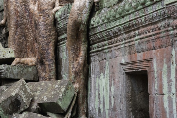 The Bohdi tree takes possession of the enchanted temple city, jungle temple, mystical, Ta Prohm,