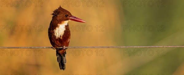 Brown kingfisher, (Halcyon smyrnensis), kingfisher, animals, birds, kingfisher family, Lahavot