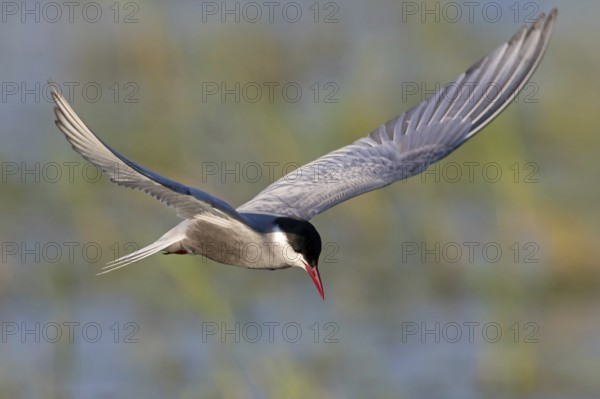White-bearded Tern, (Chlidonias hybridus, Chlidonias hybrida, family of terns, flight, biotope,