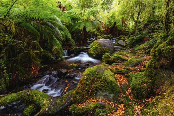 The stunning public Rainforest Gallery on the slopes of Mt Donna Buang near Warburton Victoria,