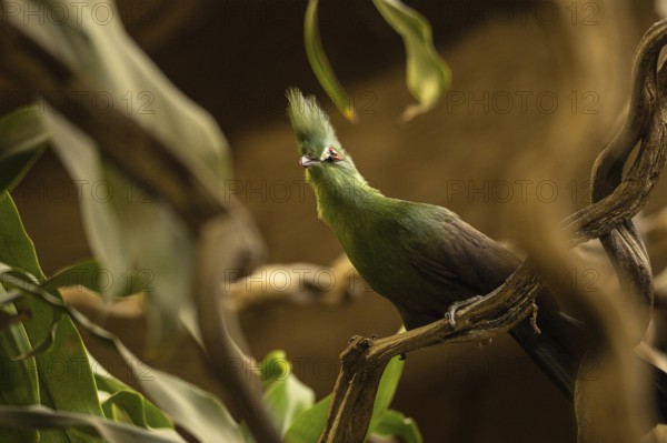 Close-up Guinea turaco, Gdansk, Poland, Europe