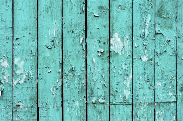 Old boards with cracked cyan paint. Textured wooden old background with vertical lines. Cyan wooden