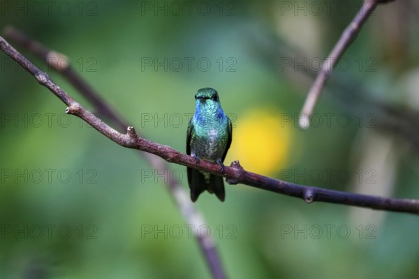 Close-up of a Versicolored emerald perched on a branch against defocused green background, Folha