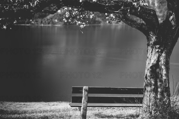 Black and white image with a wooden bench under a flourishing tree, on the high shore of the lake