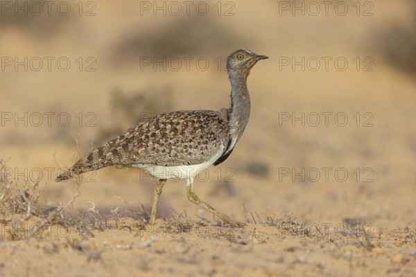 Sahara Houbara Bustard (Chlamydotis undulata fuerteventurae, Europe, Spain, Canary Islands,