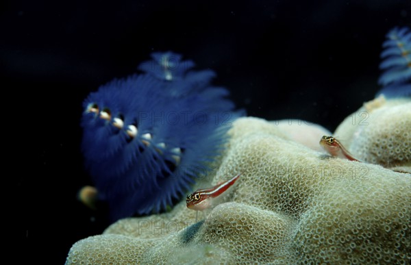 Colourful spiral tube worm, tube worm, Spirobranchus giganteus, Maldives, Indian Ocean, Asia