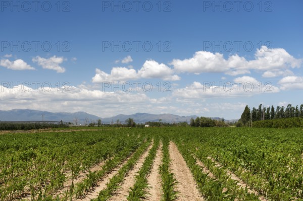 French agriculture landscape with maize and mountains