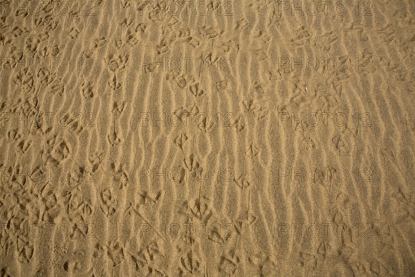 Desert dunes sand texture in Maspalomas Gran Canaria at Canary islands