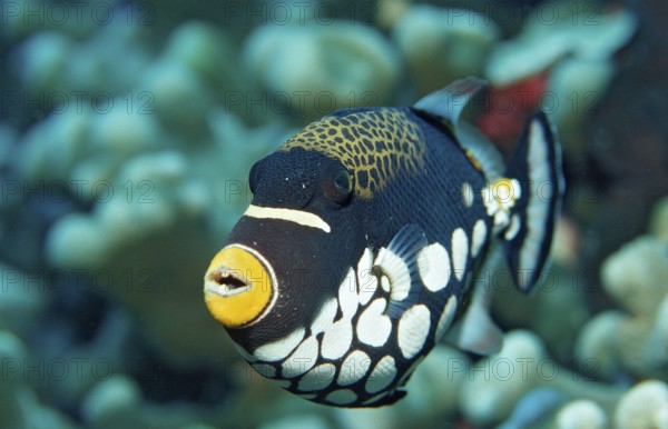 Leopard triggerfish, Balistoides conspicillum, Indonesia, Wakatobi Dive Resort, Sulawesi, Indian