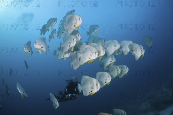 Shoal of Longfin Batfish, Platax teira, Ari Atoll, Indian Ocean, Maldives | Shoal of Longfin