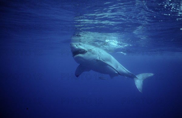 Great white shark, Carcharodon carcharias, USA, California, Pacific Ocean, Farallon Islands, San