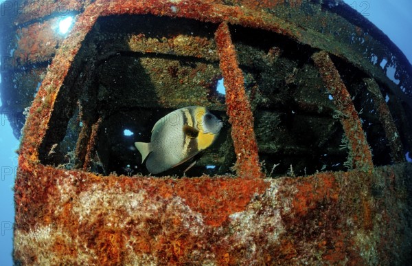 Cortez angelfish in a shipwreck, Pomacanthus zonipectus, Mexico, Sea of Cortez, Lower California,