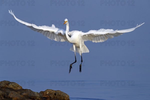 Great Egret, (Egretta alba), Ardea alba, Animals, Birds, Herons, Sur Masirah, Shannah, Ash