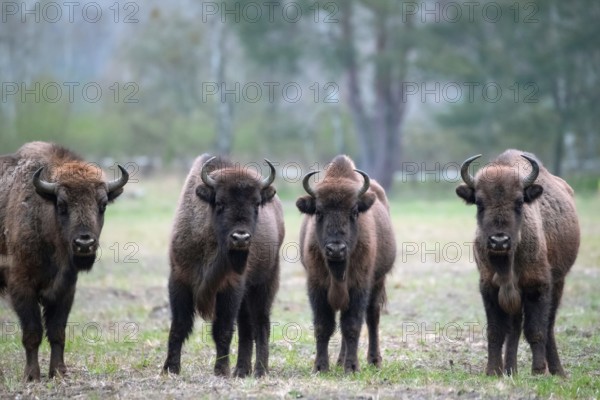 European bison (Bos bonasus), bison group in a meadow, Döberitzer Heide nature reserve,
