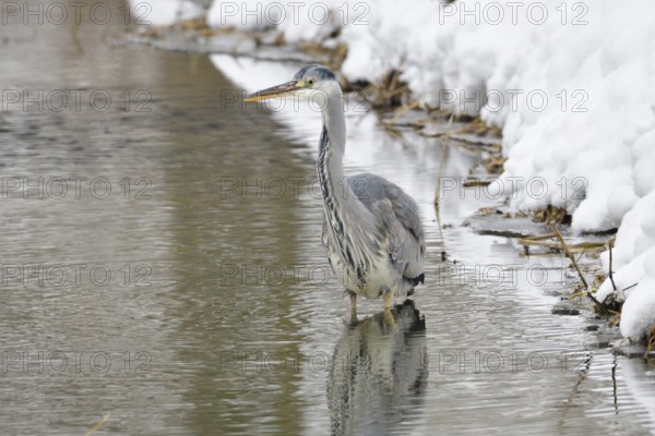Grey heron in the snow looking for food. Graureiher im Winter