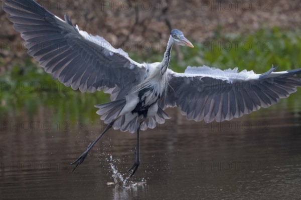 Cocoirei heron (Ardea cocoi), flying, in flight, Pantanal, inland, wetland, UNESCO Biosphere