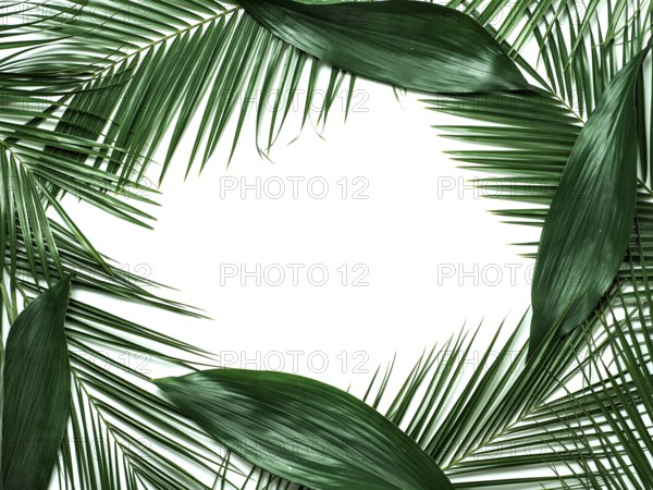 Palm leaves isolated on white background. Tropical leaves top view or flat lay. Tropical