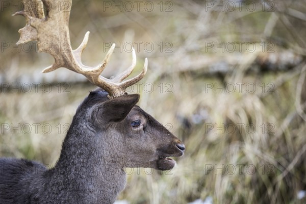 Fallow deer (Dama dama), portrait, male, captive, Landsberg am Lech Wildlife Park, Upper Bavaria,