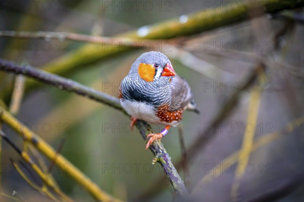 A zebra finch (Taeniopygia) sits on a branch and looks into the camera in the middle of nature,