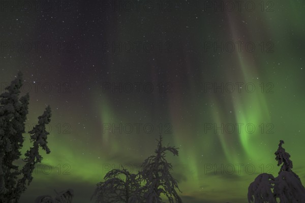 Northern Lights (Aurora borealis) over snow-covered trees, Gällivare, Norrbotten, Lapland, Sweden,