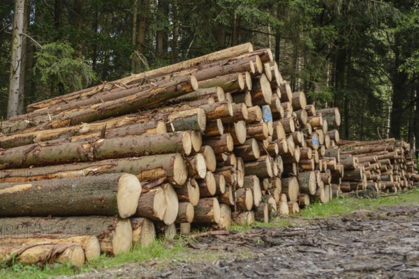 Pruned forest trees lie in a pile ready for collection