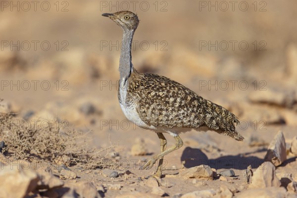Sahara Houbara Bustard, (Chlamydotis undulata fuerteventurae, Europe, Spain, Canary Islands,