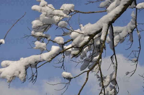 A branch covered in snow, Snow-covered branches against a clear blue sky creating a serene winter