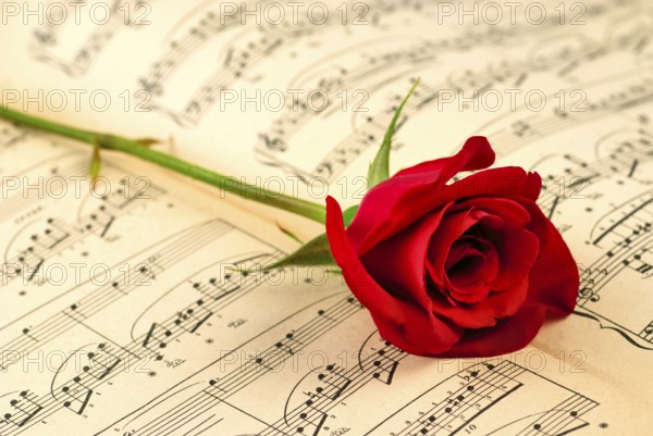 ?usical notes and red rose. Selecrive focus, shallow deep of field