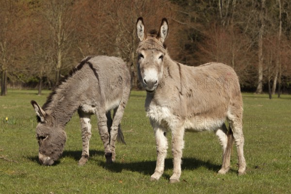 Donkey