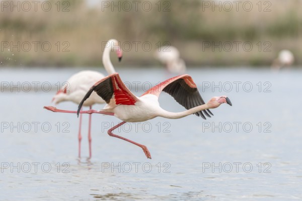 Flamingos (Phoenicopterus roseus) taking flight from a pond. Saintes Maries de la Mer, Parc naturel