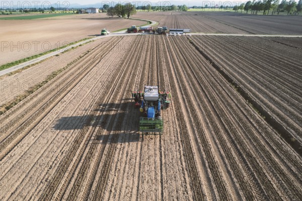 Blue tractor is planting tomatoes in a field, leaving a trail of freshly turned soil behind it as