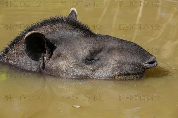 Close-up of a Tapir head in a muddy pond, side view face, Pantanal Wetlands, Mato Grosso, Brazil,