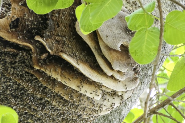 Close-up of a nest of Wild bees in a tree with green leaves, Pantanal Wetlands, Mato Grosso,
