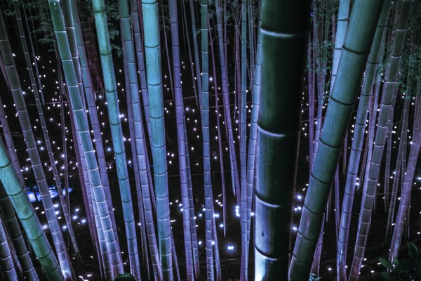 Small-diameter light-up of the bamboo grove (small desk Castle forest of citizen). Shooting
