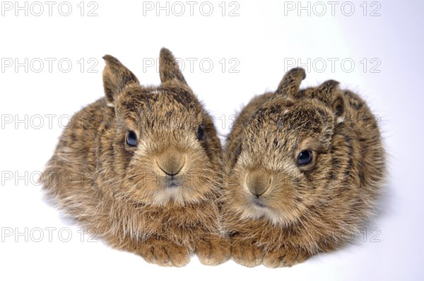 Young leverets, or European hare (Lepus europaeus), also known as the brown hare