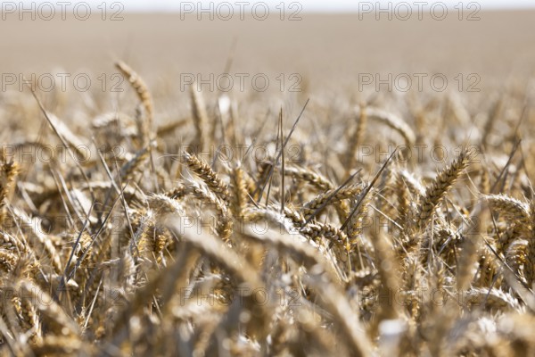 Endless views with golden ears of wheat under a bright sky, Coxhill, Shepherdswell, Dover, Kent,