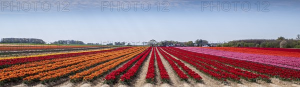 Tulip field with different colours in springtime as a panorama photograph. Tulip field with