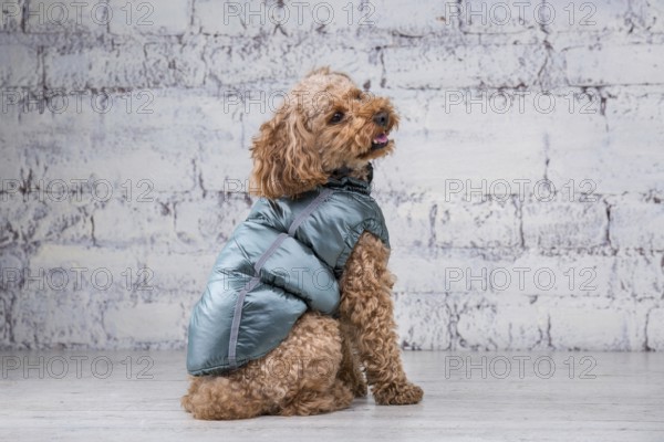 Small funny dog of brown colour with curly hair of toy poodle breed posing in clothes for dogs.