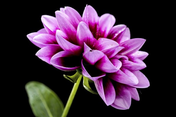 Beautiful blooming pink Dahlia isolated on a black background. Flower head close-up, Odessa,