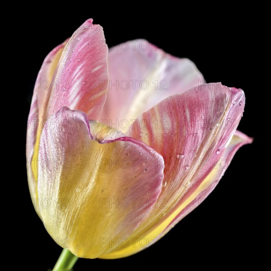 Beautiful blooming pink tulip flower isolated on a black background. Flower head close-up, Odessa,