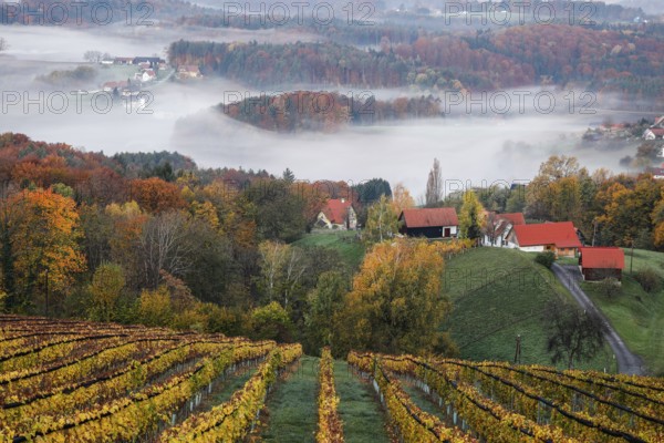 Autumn atmosphere in the early morning, vineyard, fog drifts through the hilly landscape in the