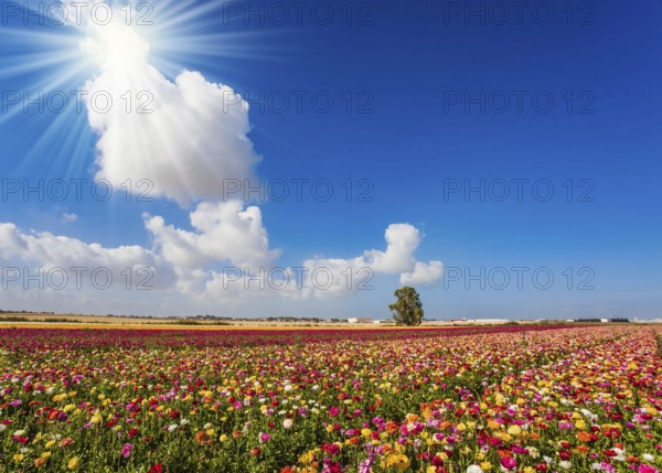 Spring in Israel. Easter week. Bright lush spring blooming of garden buttercups in the farm field.