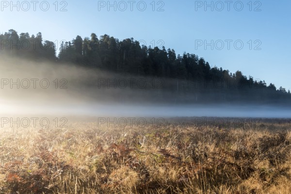 Scenic morning landscape in the Redwoods National Park, USA, North America