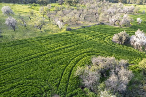 Drone aerial view of green meadow agriculture field and blooming almond tree. Spring season outdoor