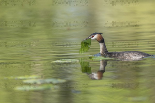 Great Crested Grebe (Podiceps cristatus) on its nest with two eggs. Bas-Rhin, Collectivite