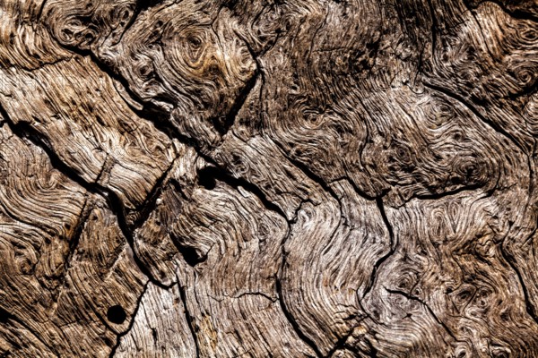 Bark structures, Primeval forest Urwald Sababurg, Weser Uplands, Weserbergland, Hesse, Germany,