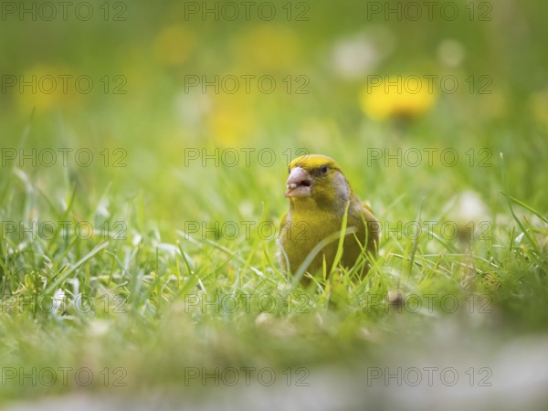 Green and yellow songbird, Detailed Greenfinch standing in grass. In the background special green