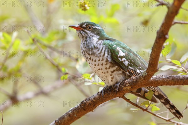Golden cuckoo, Afrotropical species, family of golden cuckoos, cuckoo, (Chrysococcyx caprius), Wadi