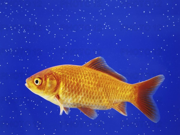 A goldfish swimming in an aquarium, animals, fish, close-up studio shot, Lower Saxony, Federal